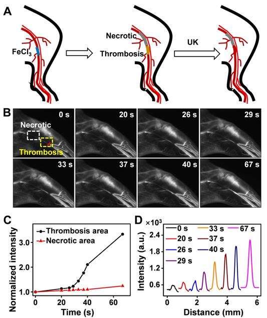 Theranostics Image