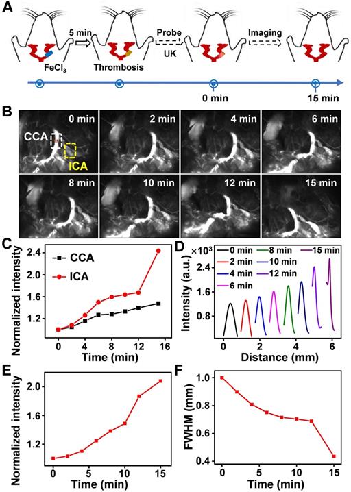 Theranostics Image