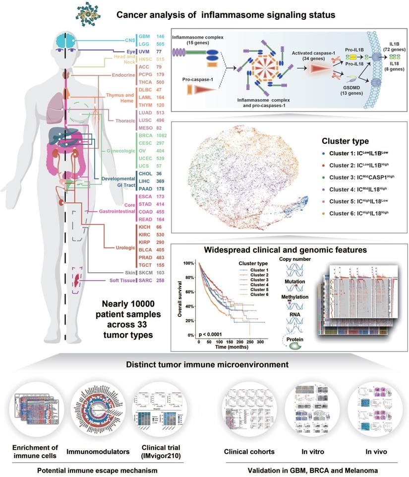 Theranostics Image