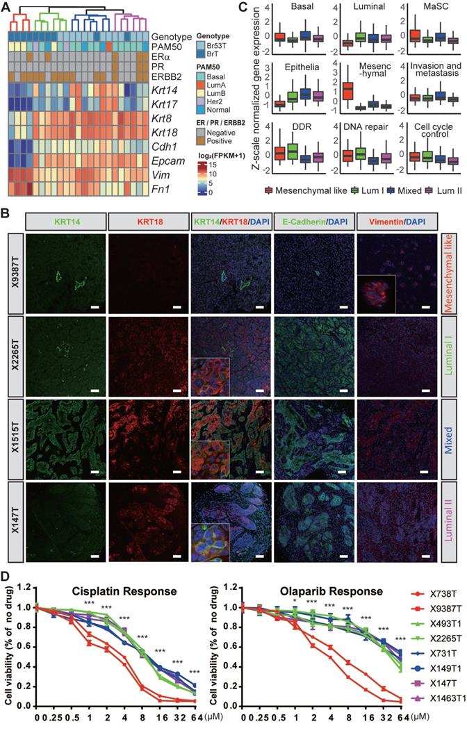 Theranostics Image