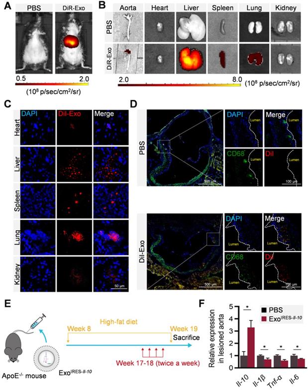 Theranostics Image