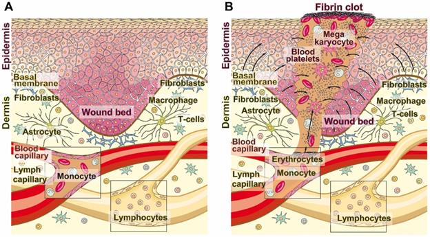 Theranostics Image