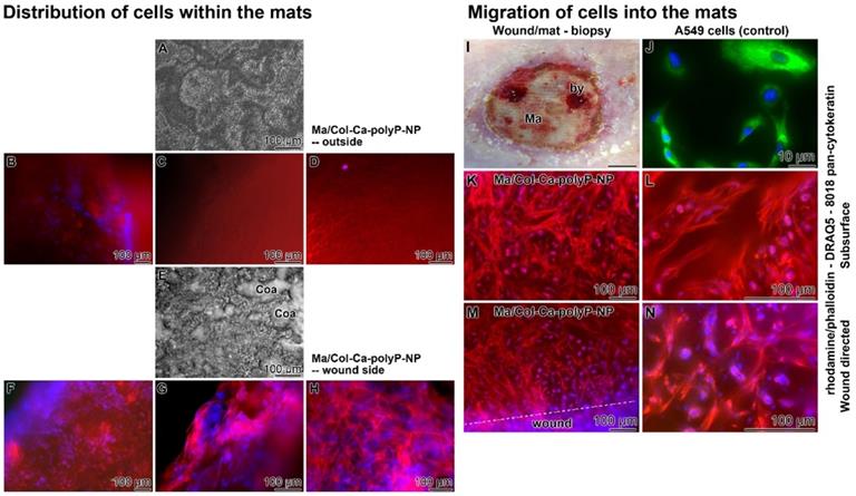 Theranostics Image