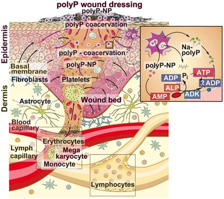 Theranostics Image