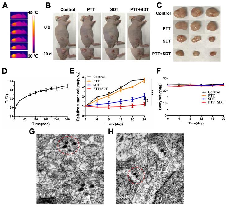 Theranostics Image