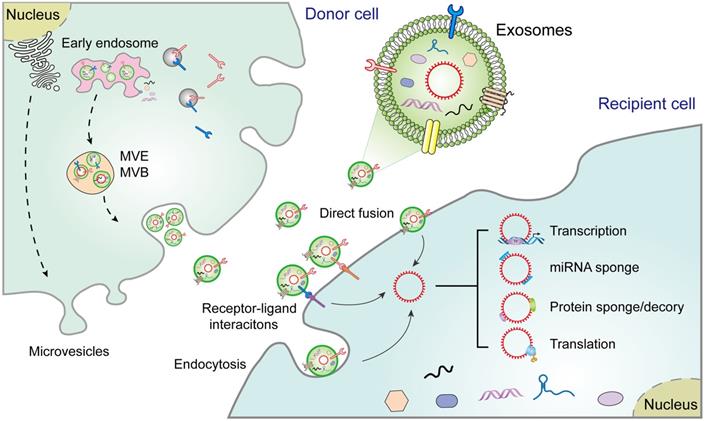 Theranostics Image