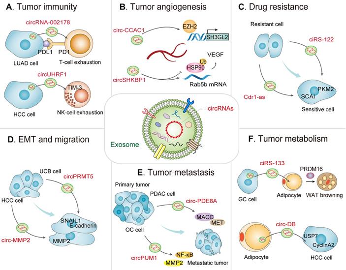 Theranostics Image