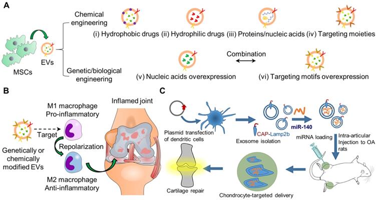 Theranostics Image