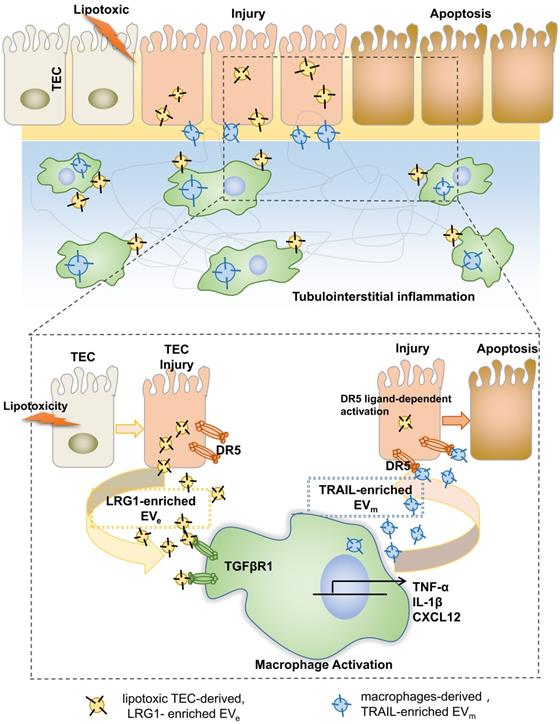 Theranostics Image