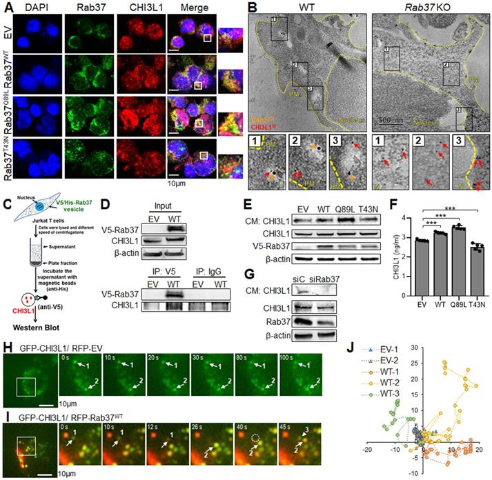 Theranostics Image