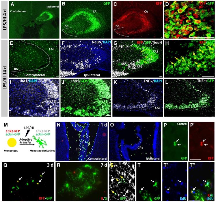 Theranostics Image