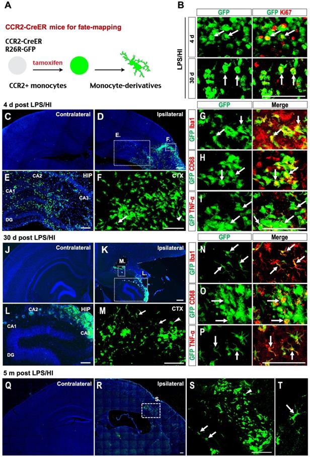 Theranostics Image