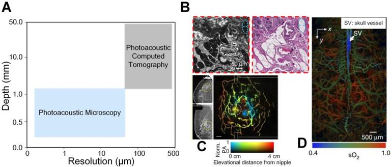 Theranostics Image