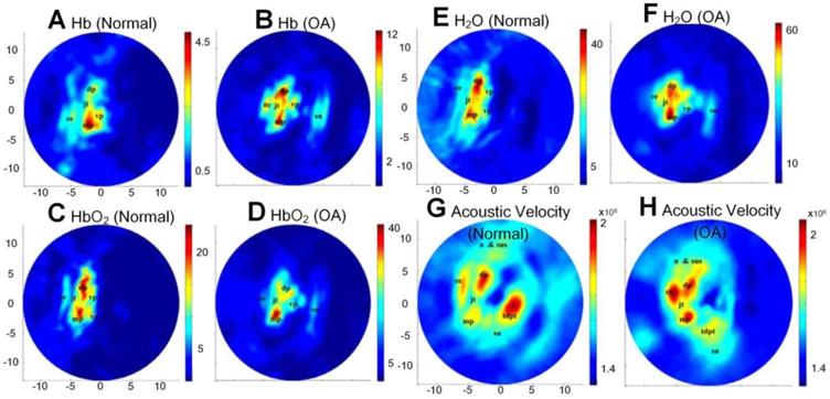 Theranostics Image