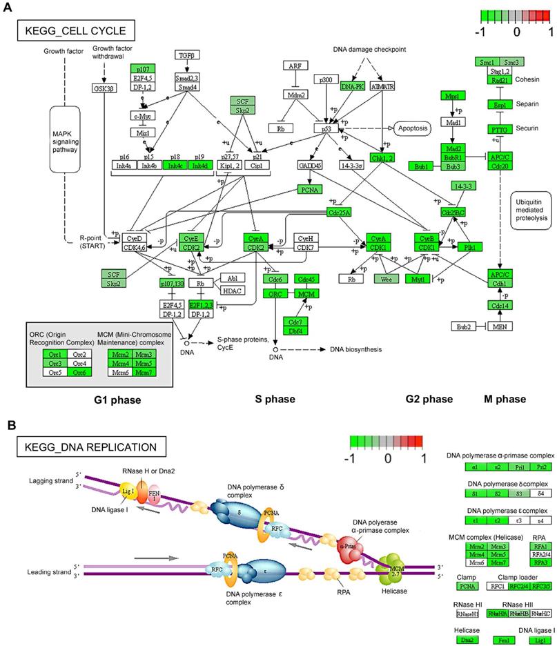 Theranostics Image