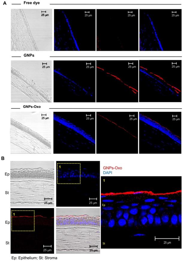 Theranostics Image