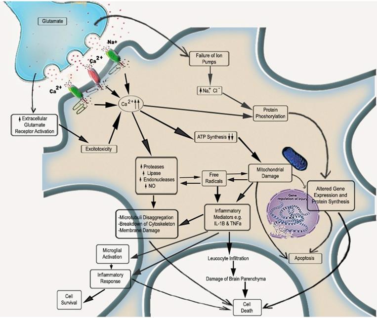 Theranostics Image