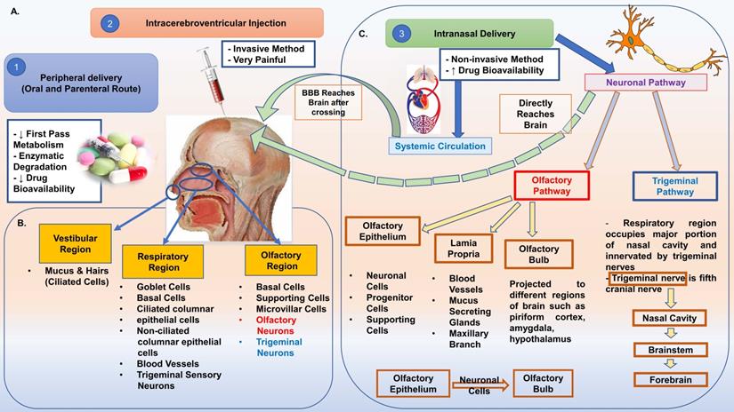 Theranostics Image