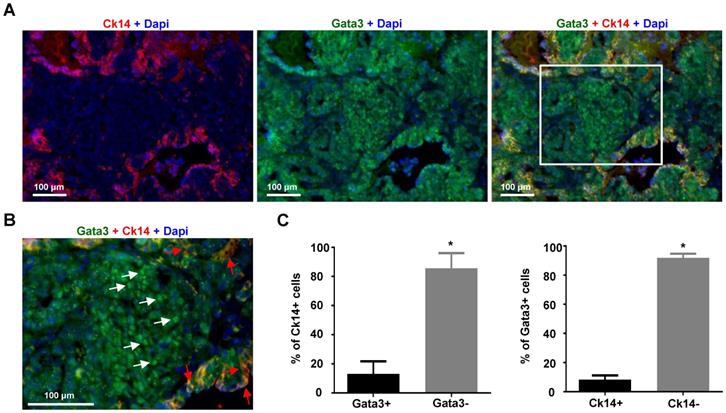 Theranostics Image