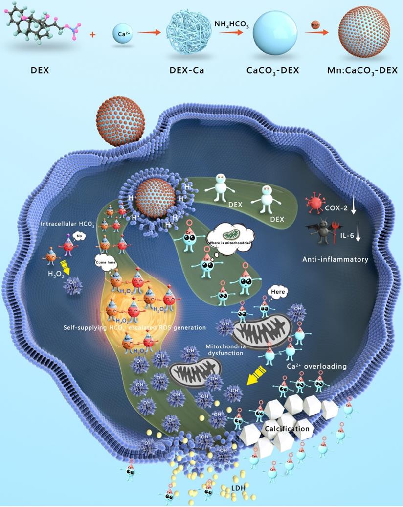 Theranostics Image