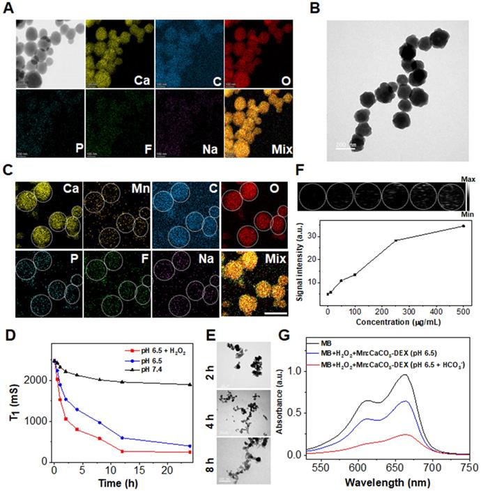 Theranostics Image