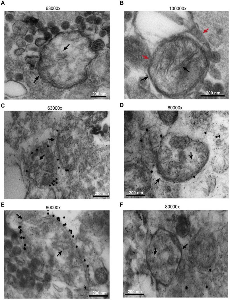 Theranostics Image