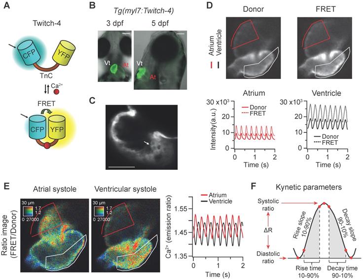 Theranostics Image