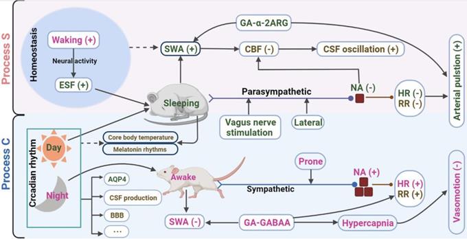 Theranostics Image