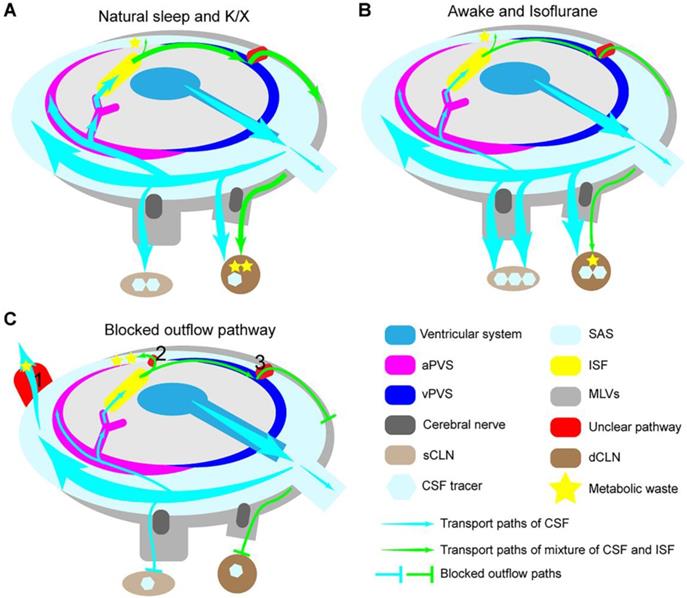 Theranostics Image