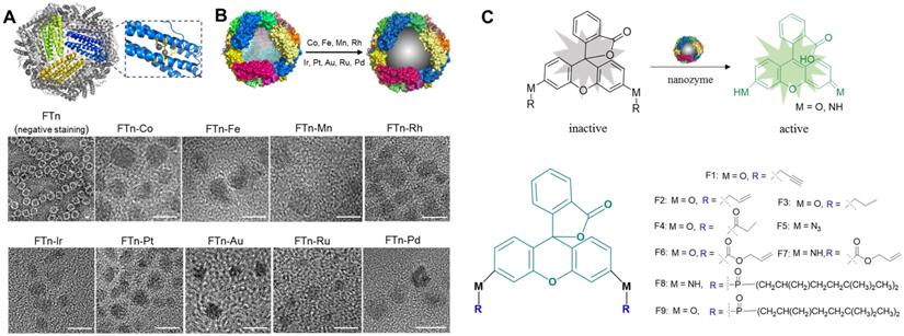 Theranostics Image