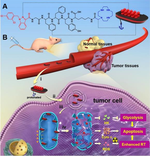 Theranostics Image