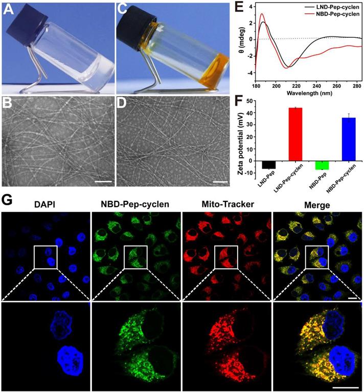 Theranostics Image