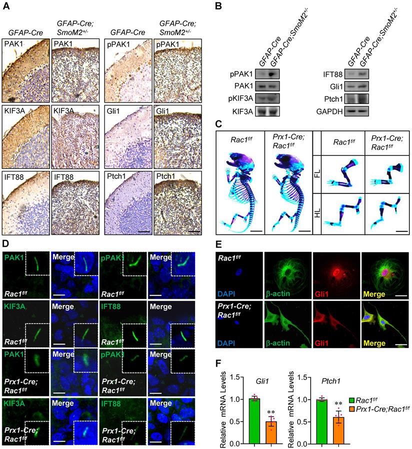 Theranostics Image