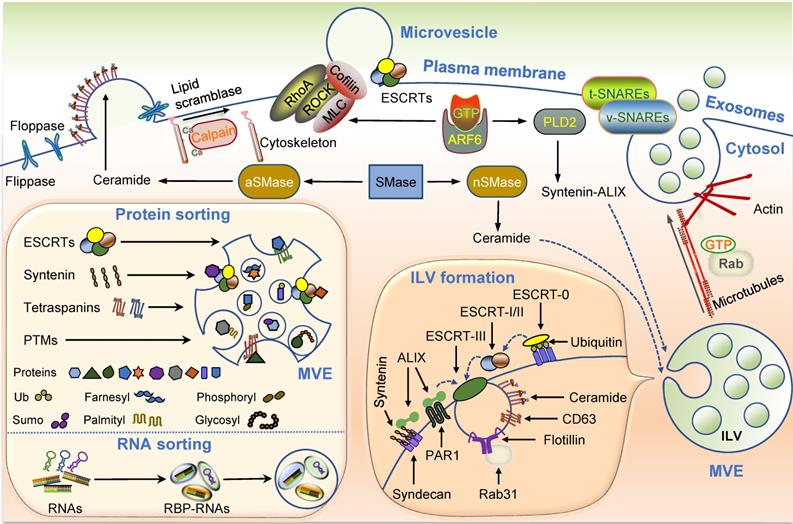 Theranostics Image