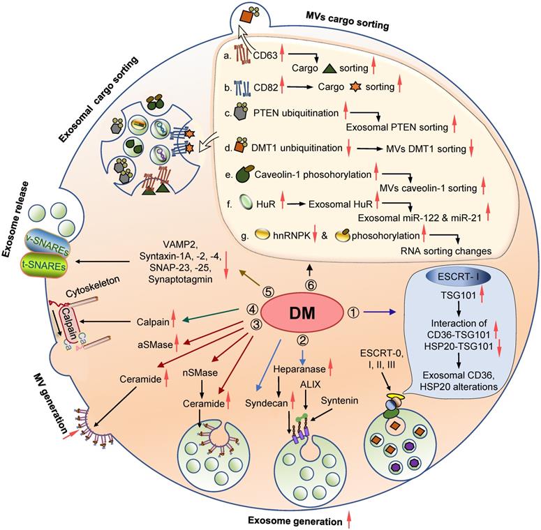 Theranostics Image