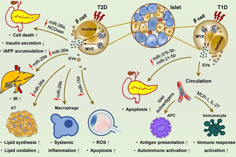 Theranostics Image