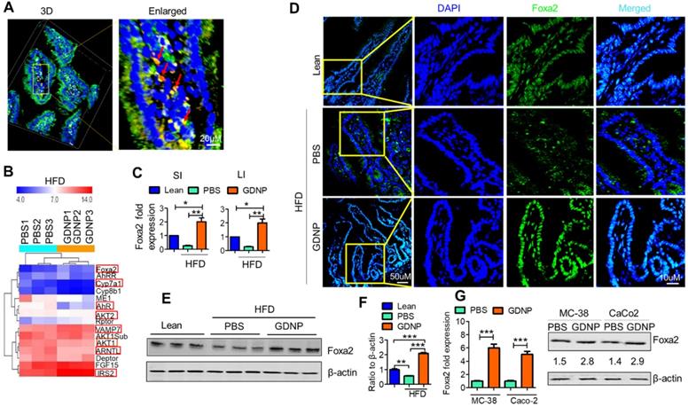 Theranostics Image