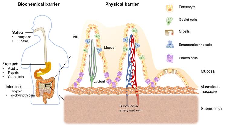 Theranostics Image