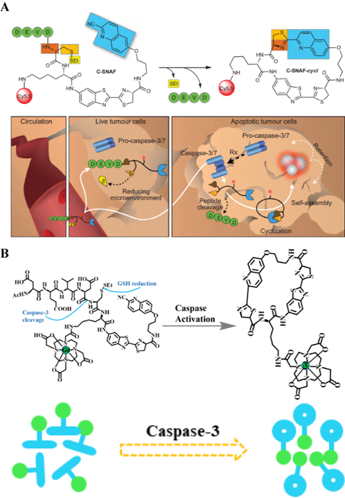 Theranostics Image