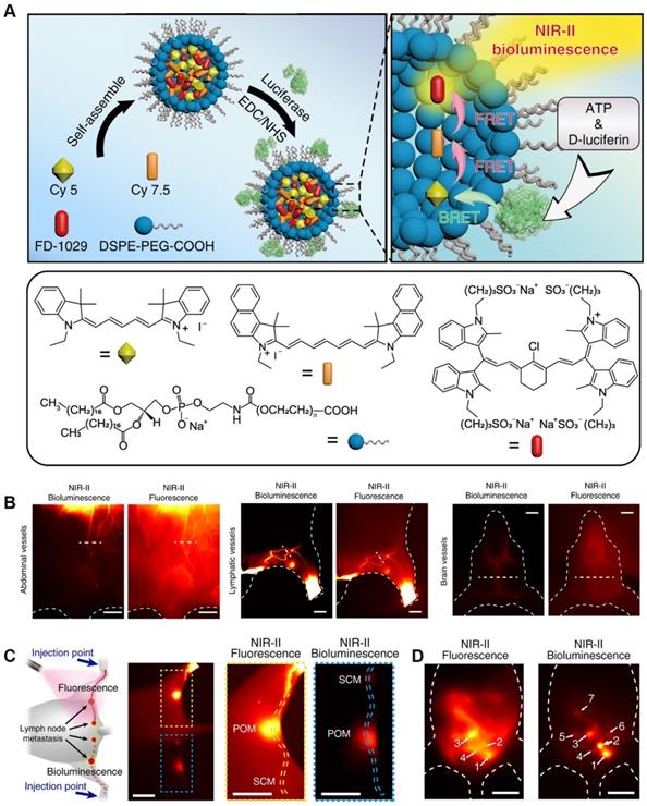 Theranostics Image