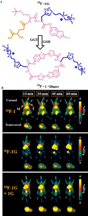 Theranostics Image