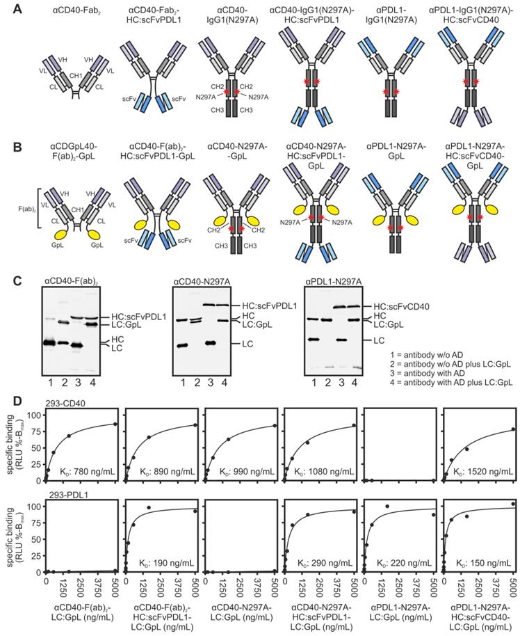 Theranostics Image