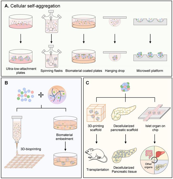 Theranostics Image