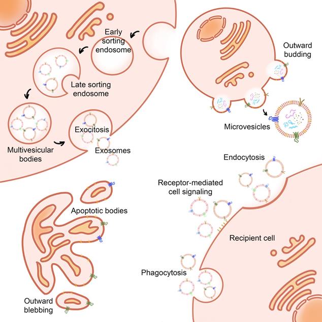 Theranostics Image