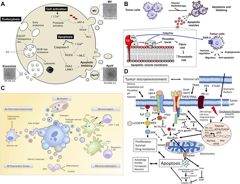 Theranostics Image