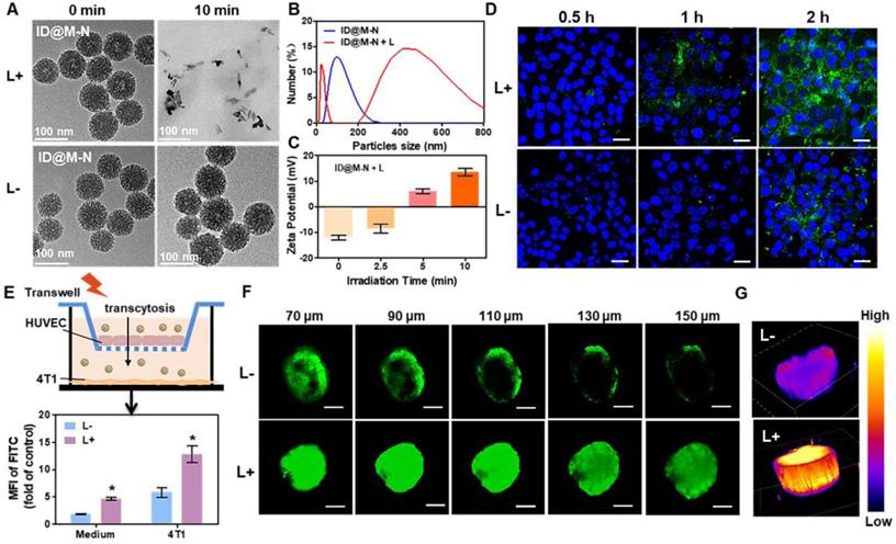 Theranostics Image