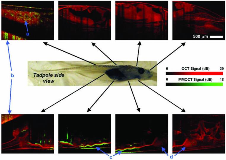 Theranostics Image