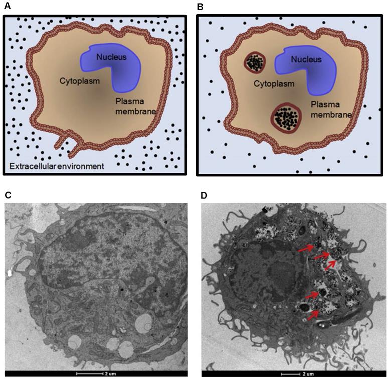 Theranostics Image