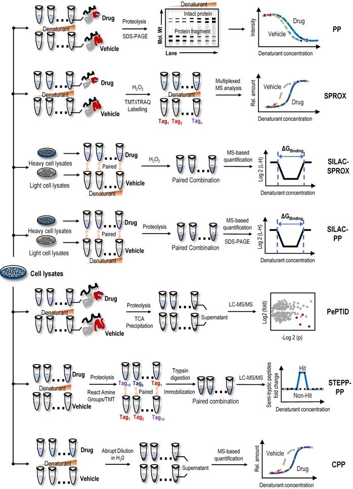 Theranostics Image