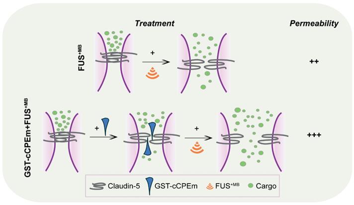 Theranostics Image